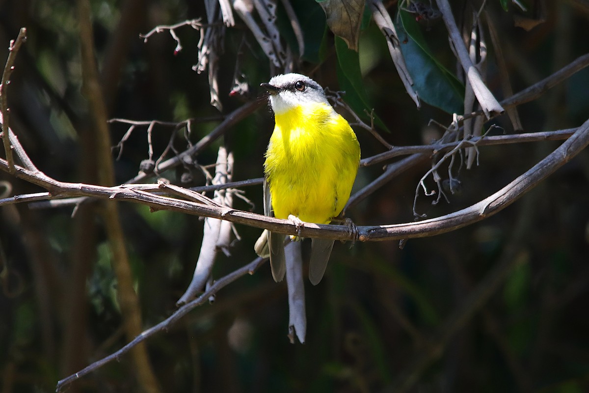 Eastern Yellow Robin - ML643129571