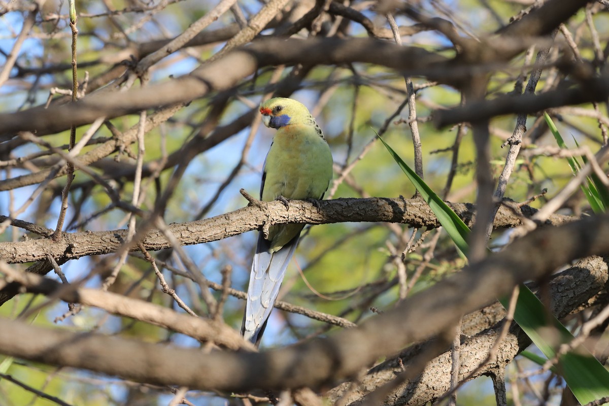 Crimson Rosella (Yellow) - ML643129579
