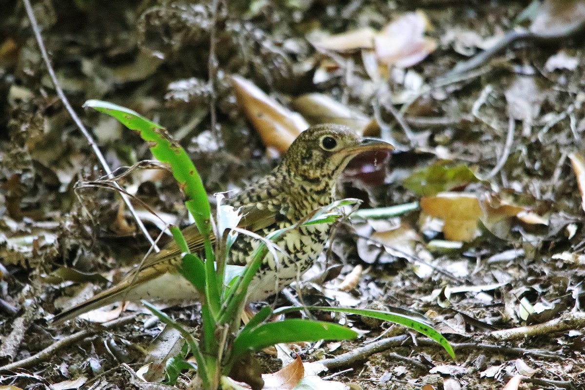 Russet-tailed Thrush - ML643129587