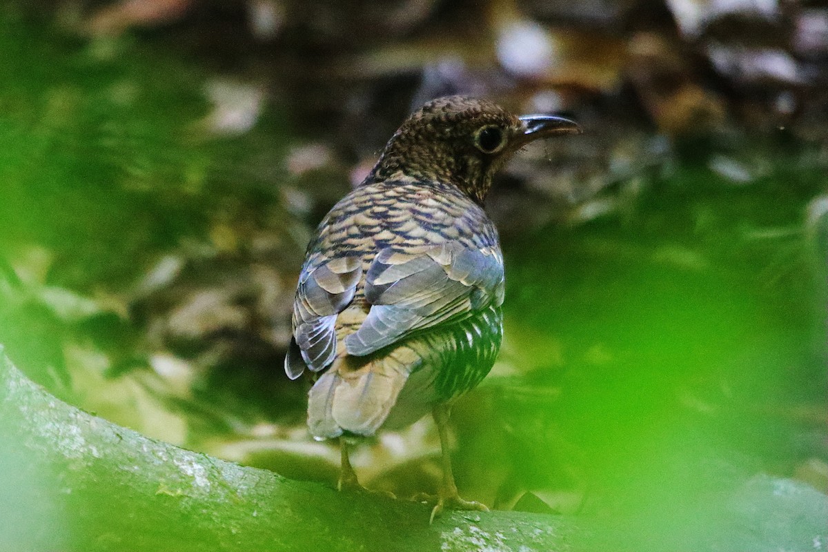 Russet-tailed Thrush - ML643129588