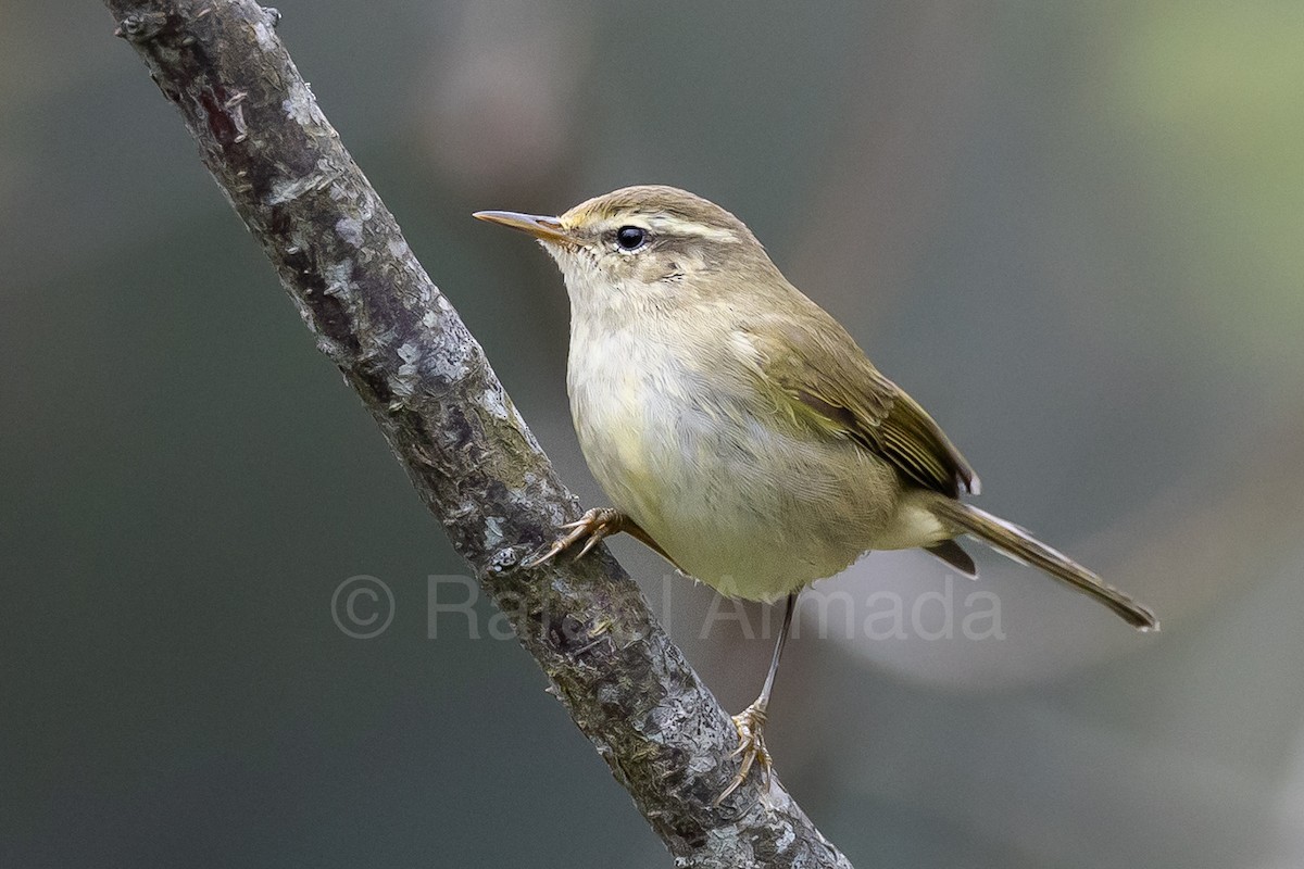 Tytler's Leaf Warbler - ML643129593