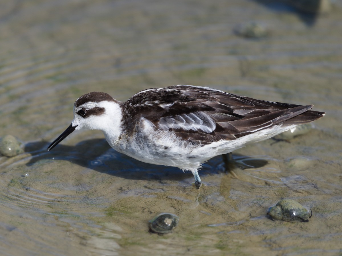 Red-necked Phalarope - ML643129595