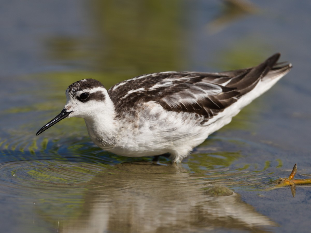 Red-necked Phalarope - ML643129596