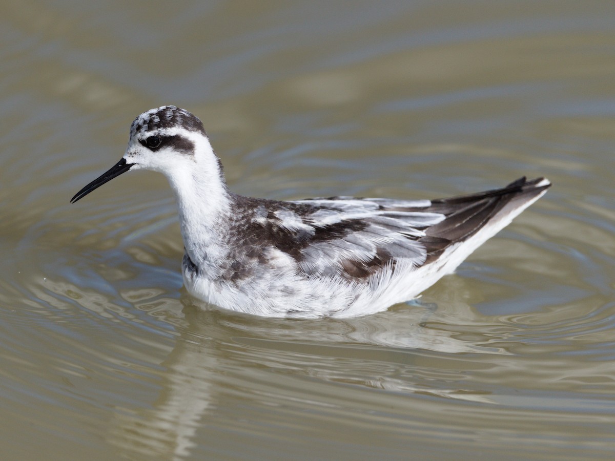 Red-necked Phalarope - ML643129597