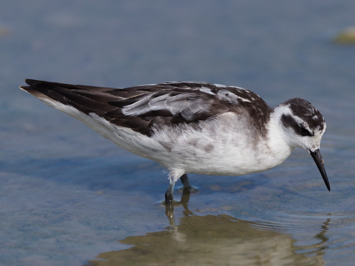 Red-necked Phalarope - ML643129598