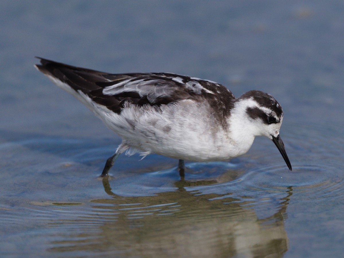 Red-necked Phalarope - ML643129599