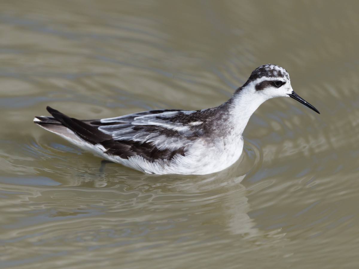 Red-necked Phalarope - ML643129600