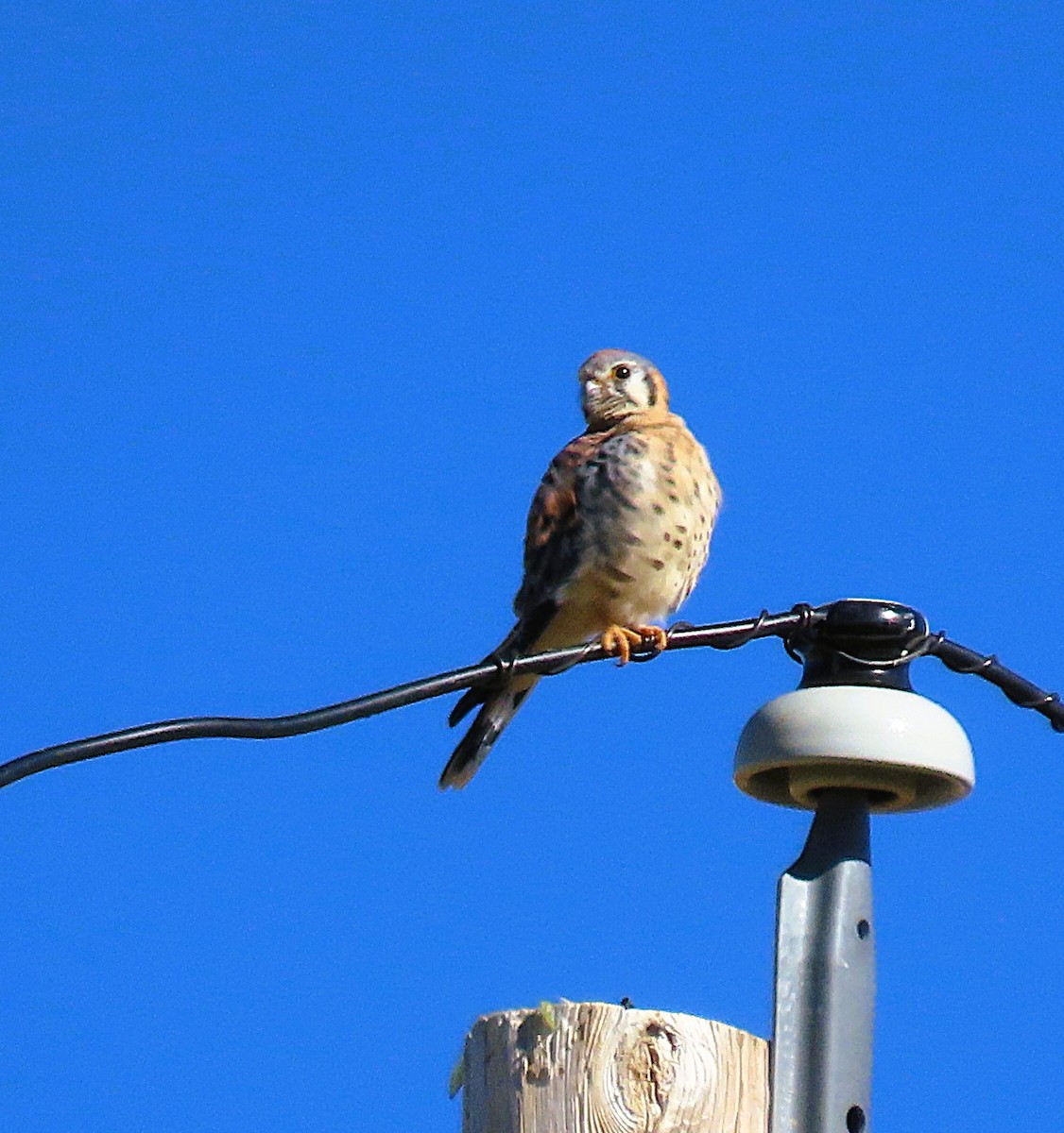 American Kestrel - ML643129604