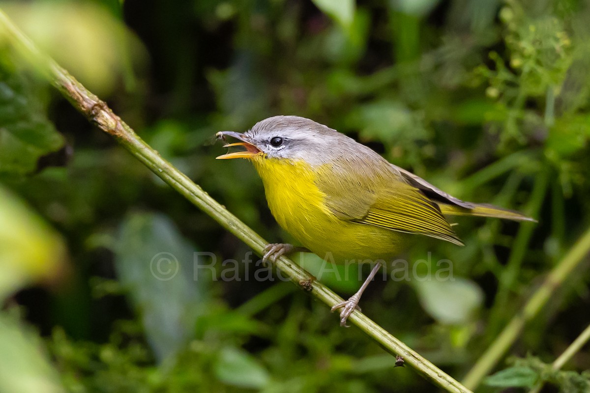Gray-hooded Warbler - ML643129608