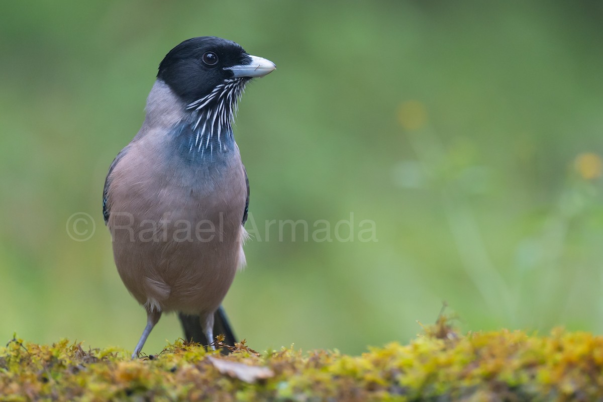 Black-headed Jay - ML643129619