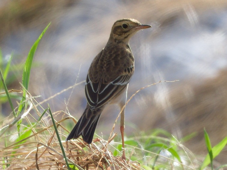 Anthus sp. - ML643129622