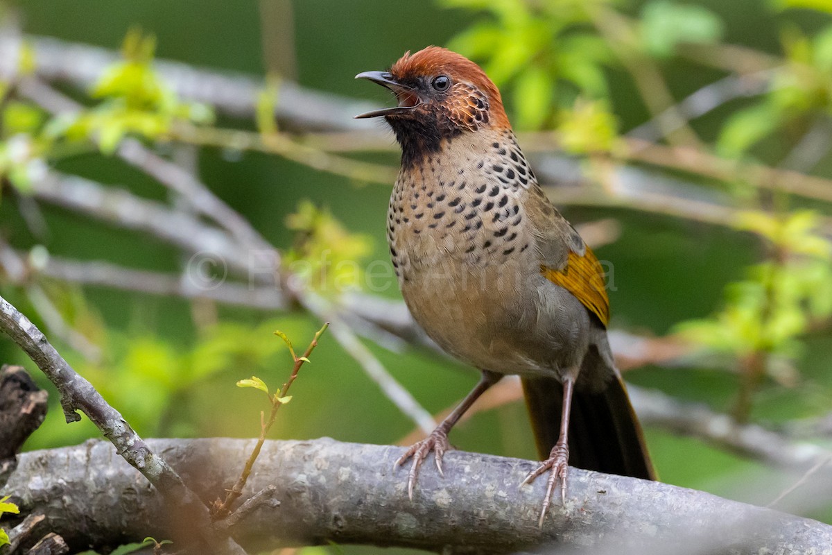 Chestnut-crowned Laughingthrush - ML643129631
