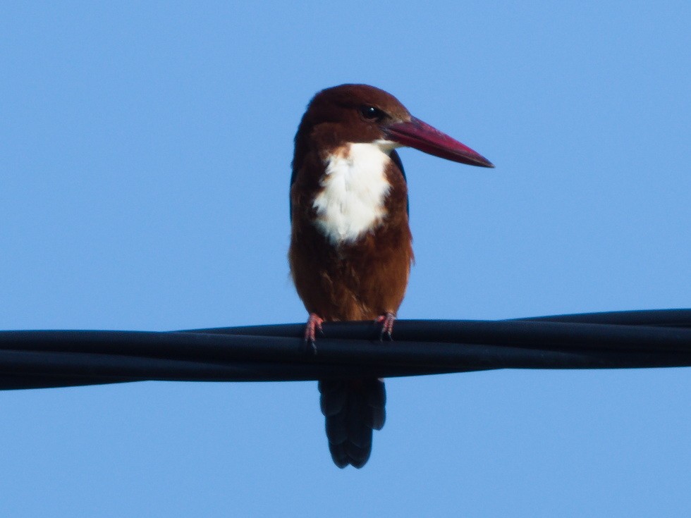 White-throated Kingfisher - ML643129632