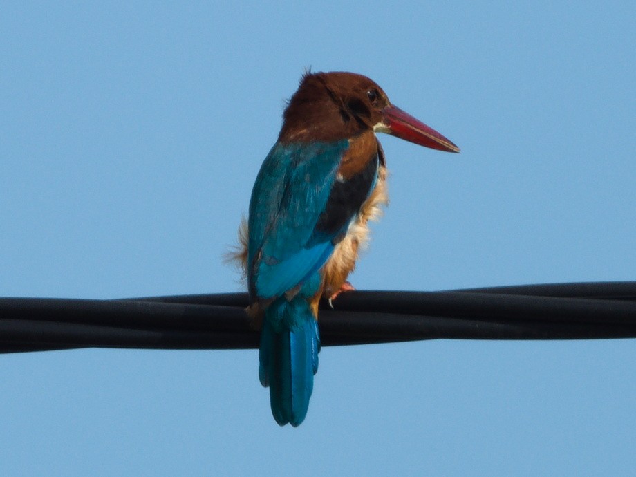 White-throated Kingfisher - ML643129633