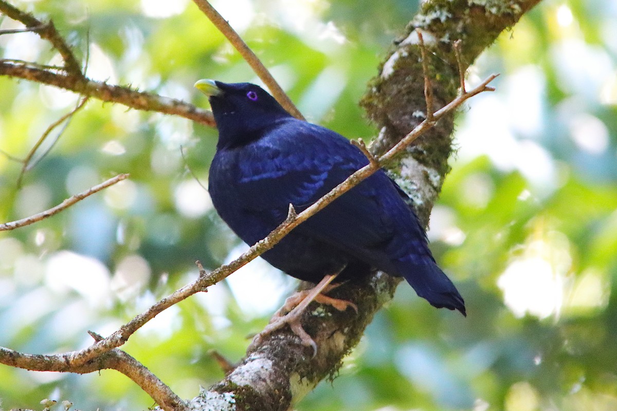 Satin Bowerbird - ML643129642