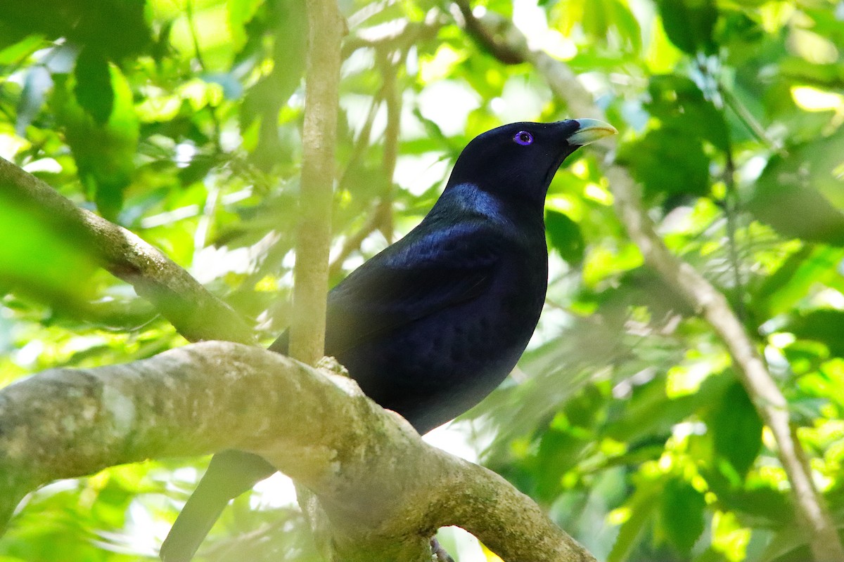 Satin Bowerbird - ML643129643