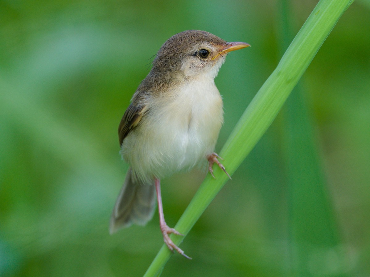 Plain Prinia - ML643129661