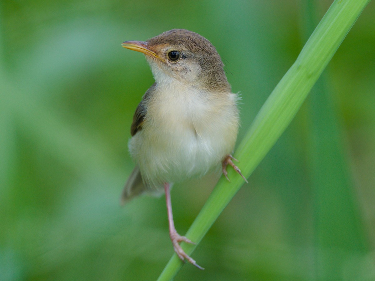 Plain Prinia - ML643129662