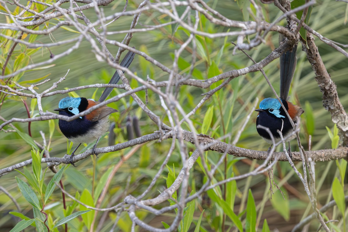 Red-winged Fairywren - ML643129666