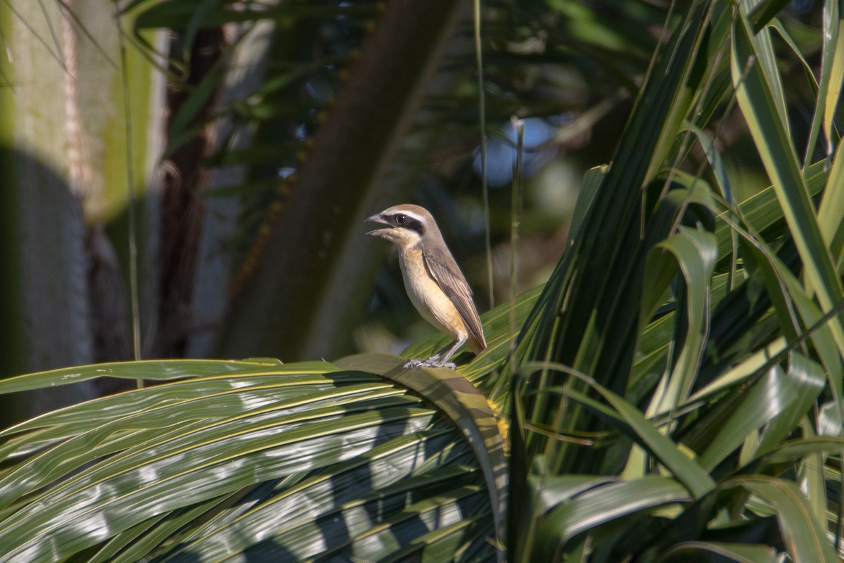 ťuhýk hnědý - ML643129688