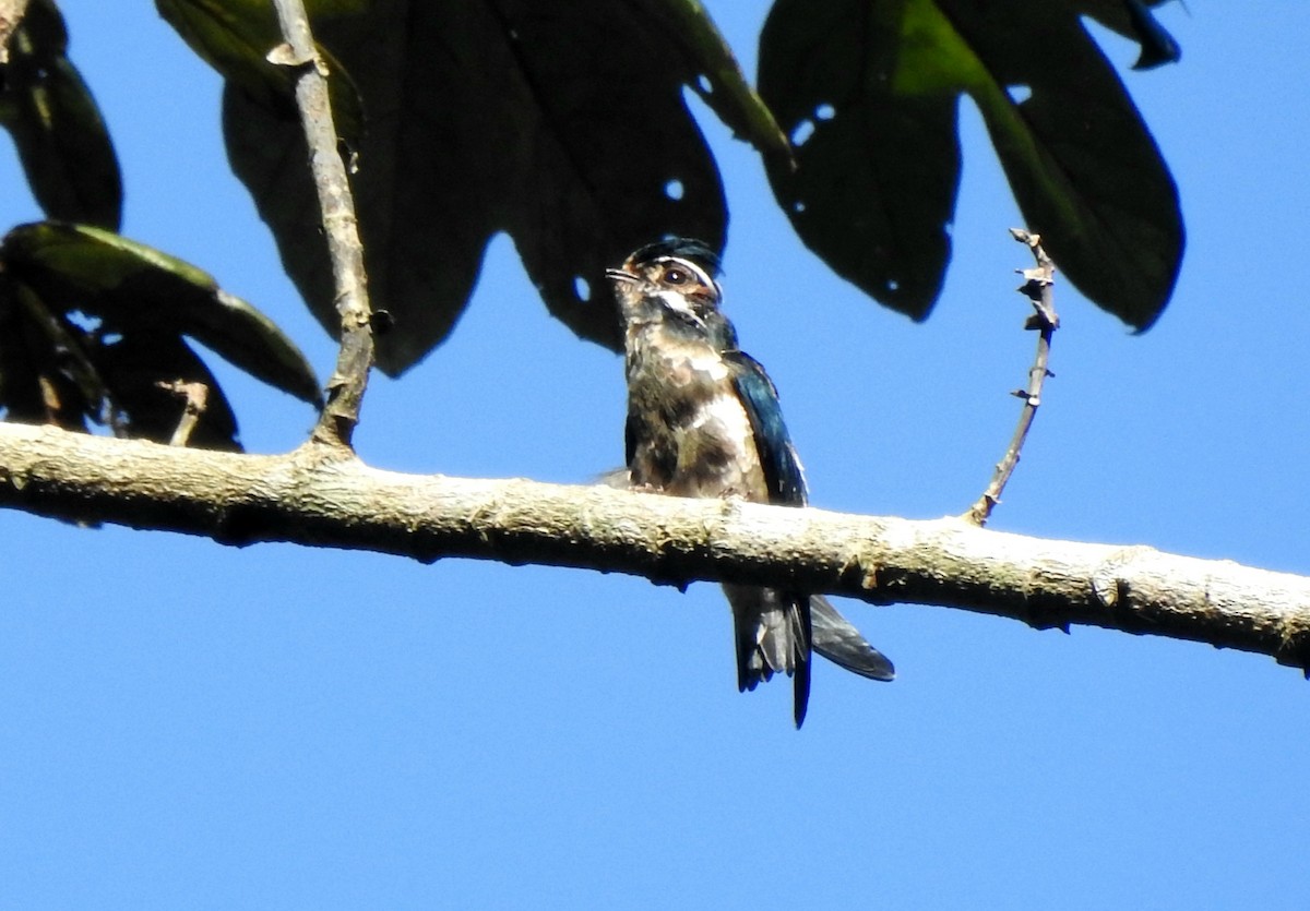 Whiskered Treeswift - ML643129695