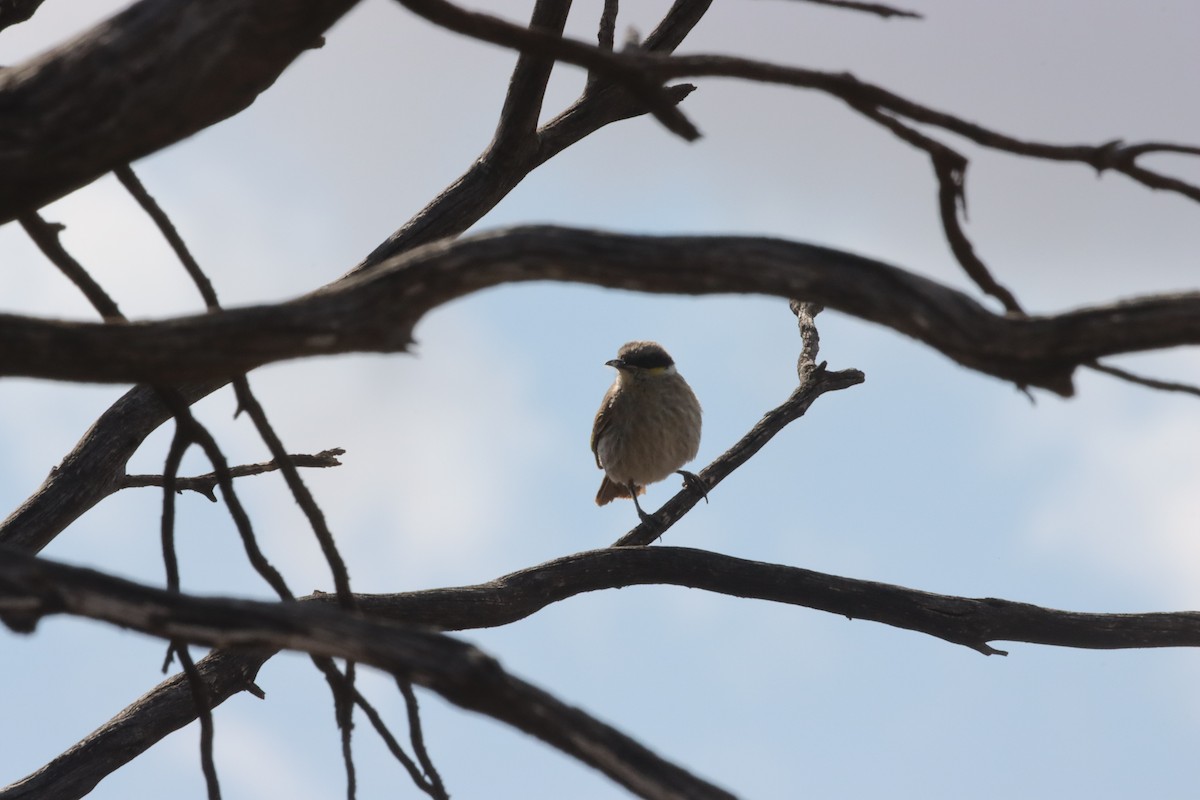 Singing Honeyeater - ML643129703