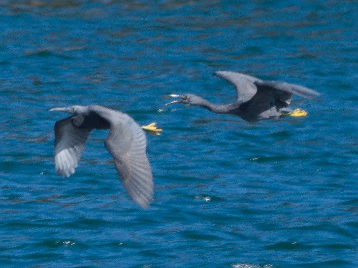 Pacific Reef-Heron - ML643129707