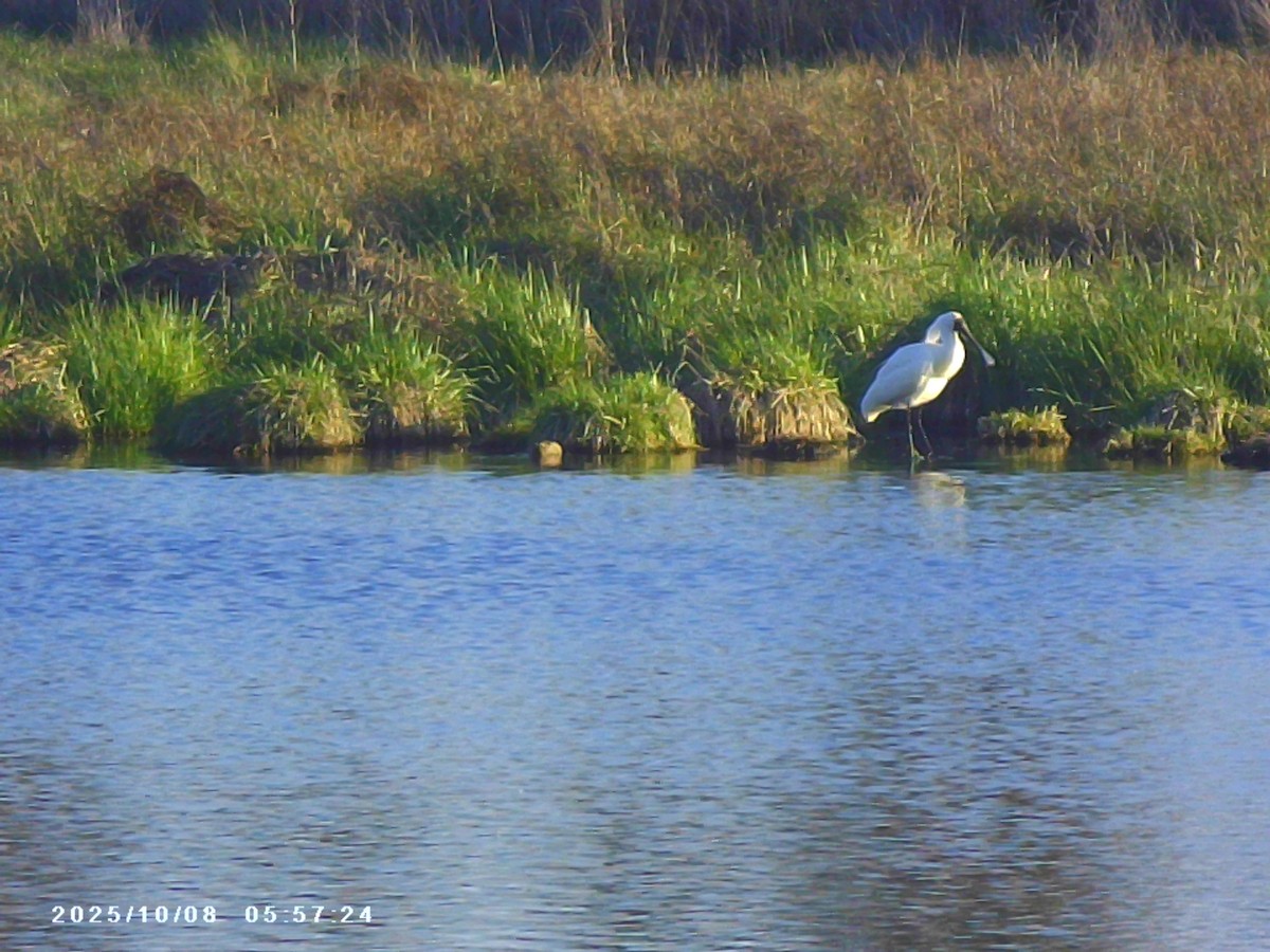 Royal Spoonbill - ML643129712