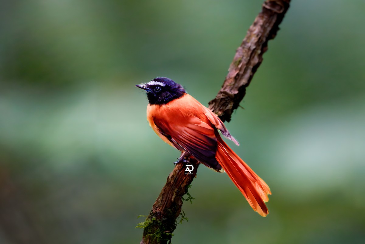 Black-and-cinnamon Fantail - ML643129715