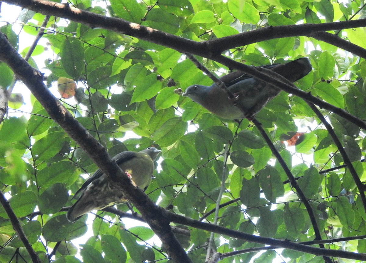 Little Green-Pigeon - ML643129720