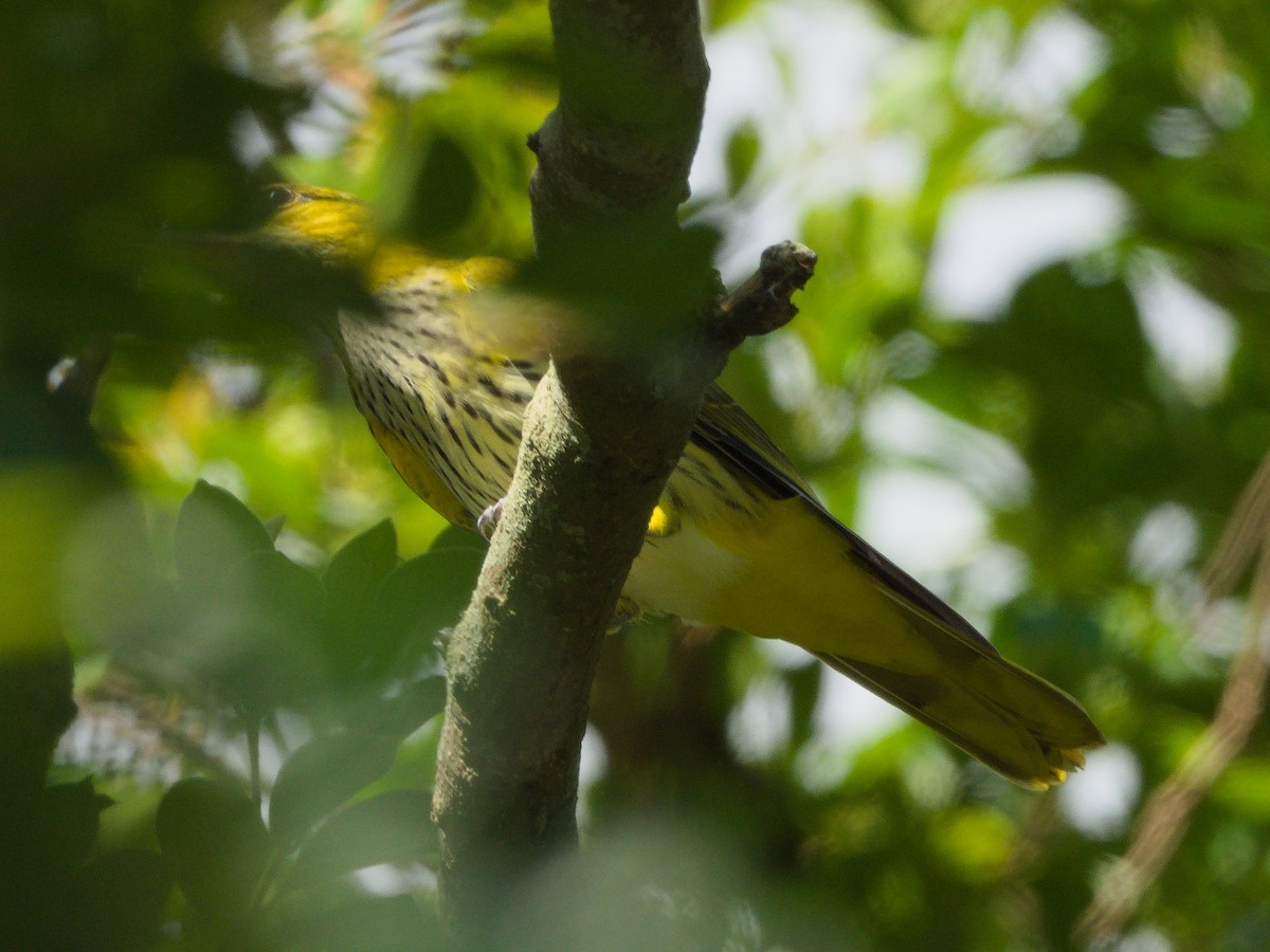 Black-naped Oriole - ML643129726