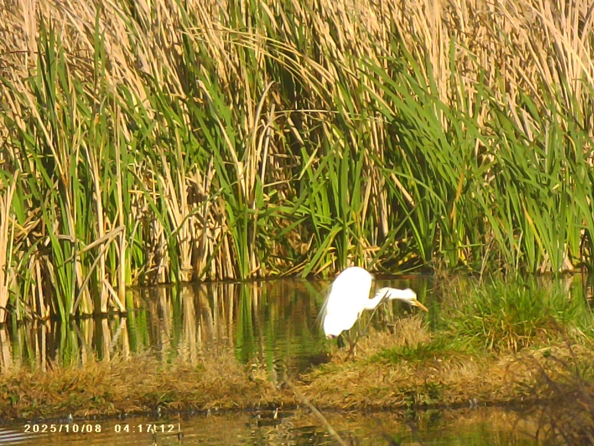 Great Egret - ML643129745