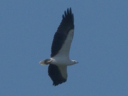 White-bellied Sea-Eagle - ML643129747