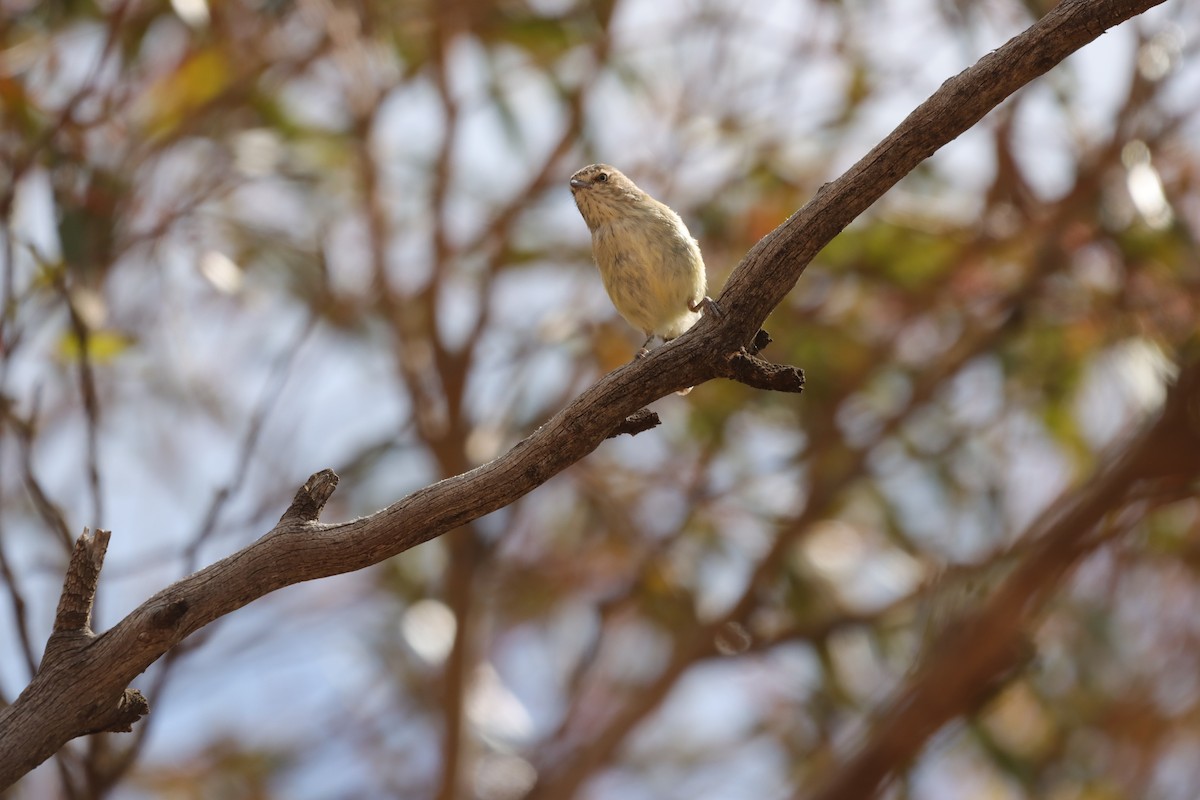 Weebill - ML643129757