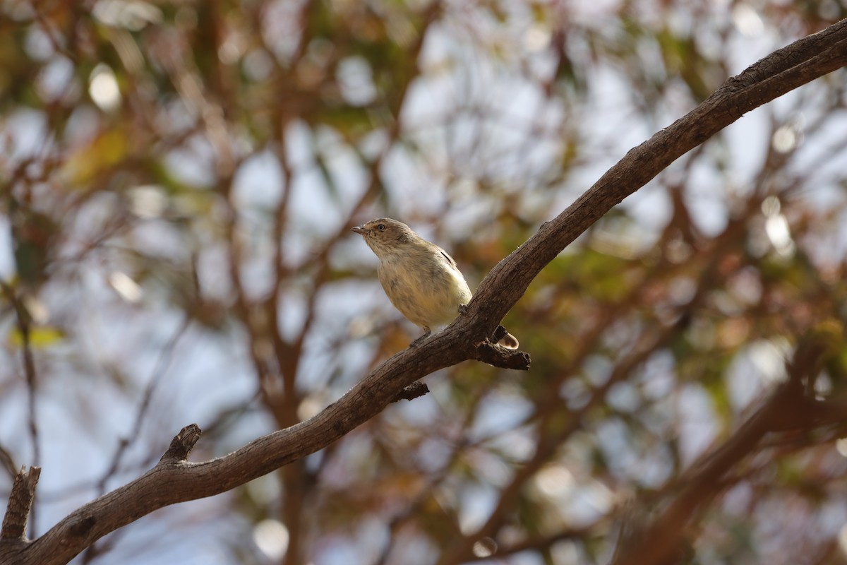 Weebill - ML643129758
