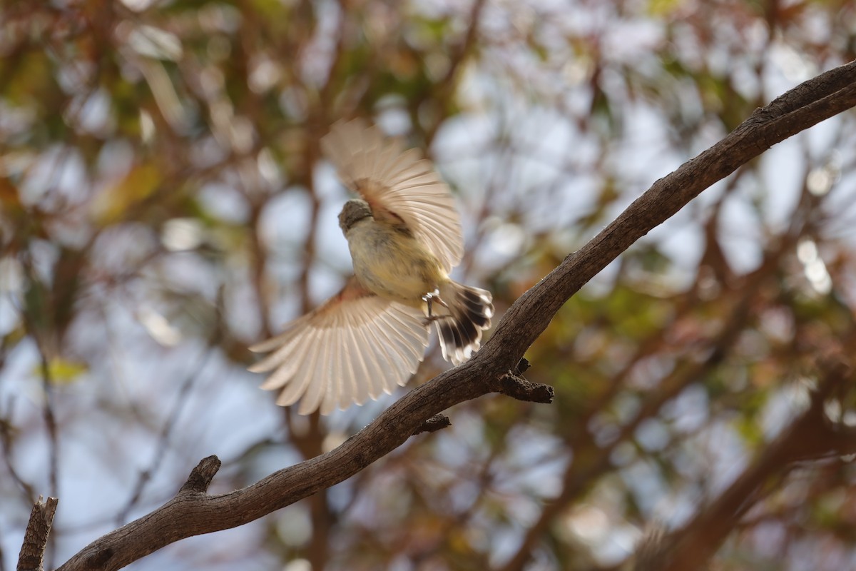 Weebill - ML643129759