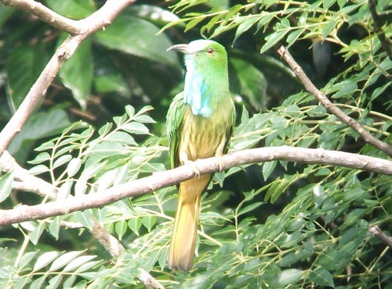 Blue-bearded Bee-eater - ML643129768