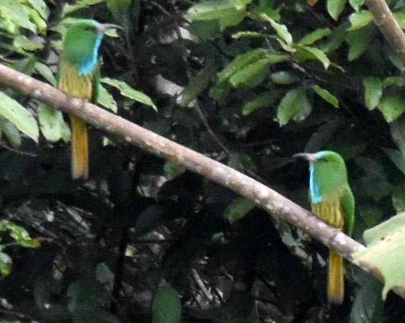 Blue-bearded Bee-eater - ML643129771