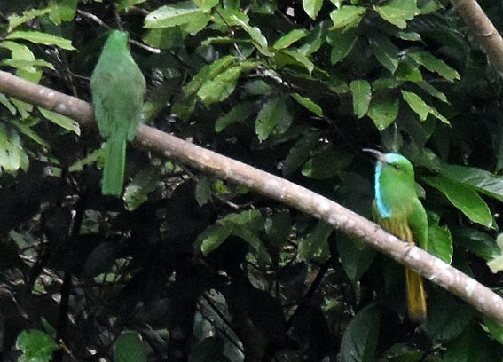 Blue-bearded Bee-eater - ML643129773