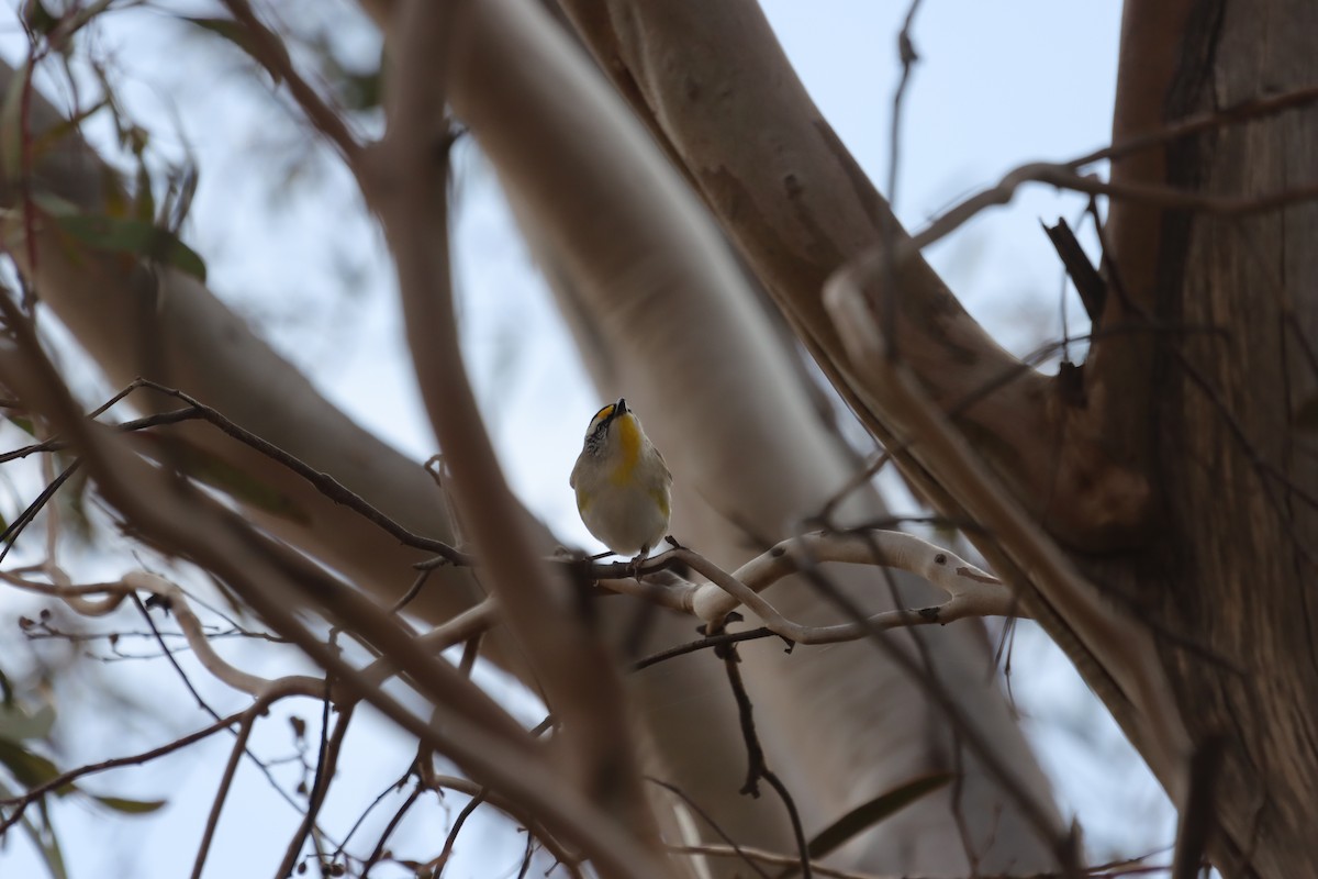 Striated Pardalote - ML643129779