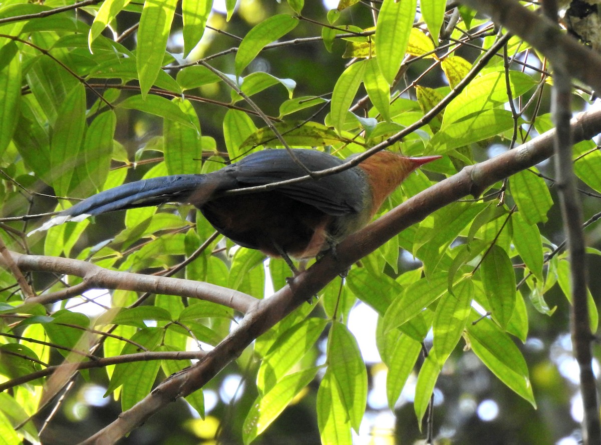 rødnebbmalkoha - ML643129786