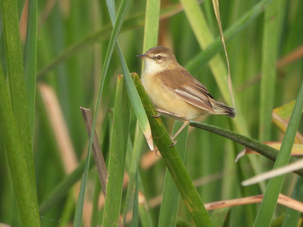 Хээрийн охил бялзуухай - ML643129794