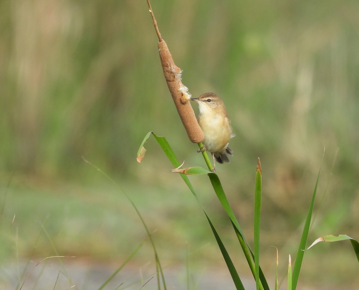 Хээрийн охил бялзуухай - ML643129795