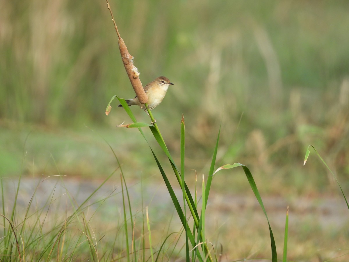 Хээрийн охил бялзуухай - ML643129798