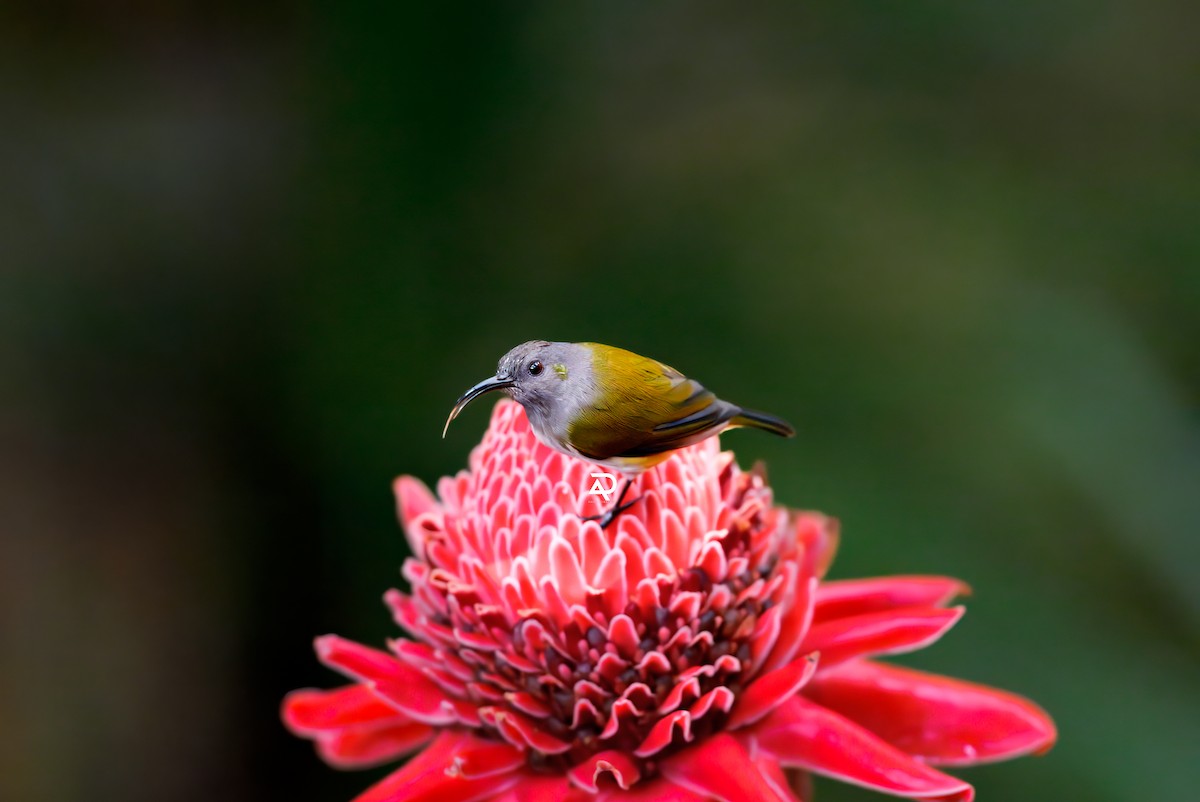 Gray-hooded Sunbird - ML643129799