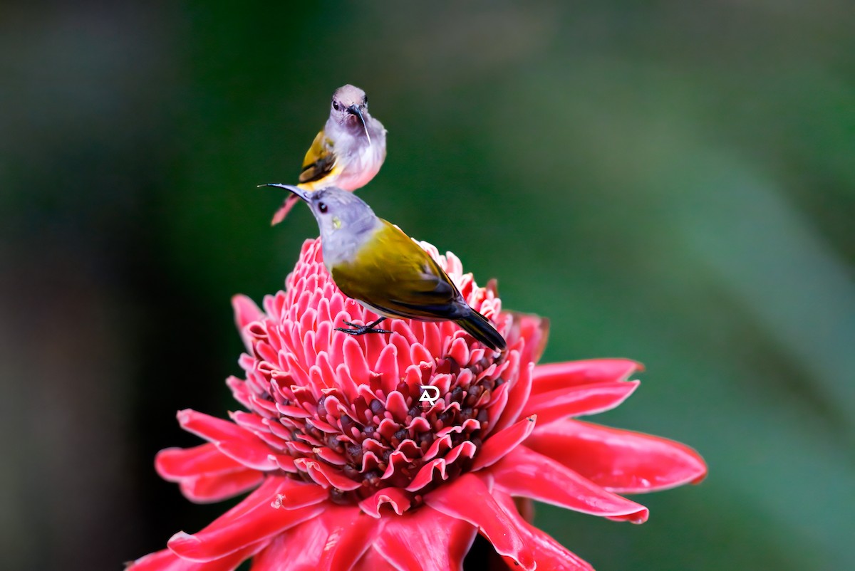 Gray-hooded Sunbird - ML643129800