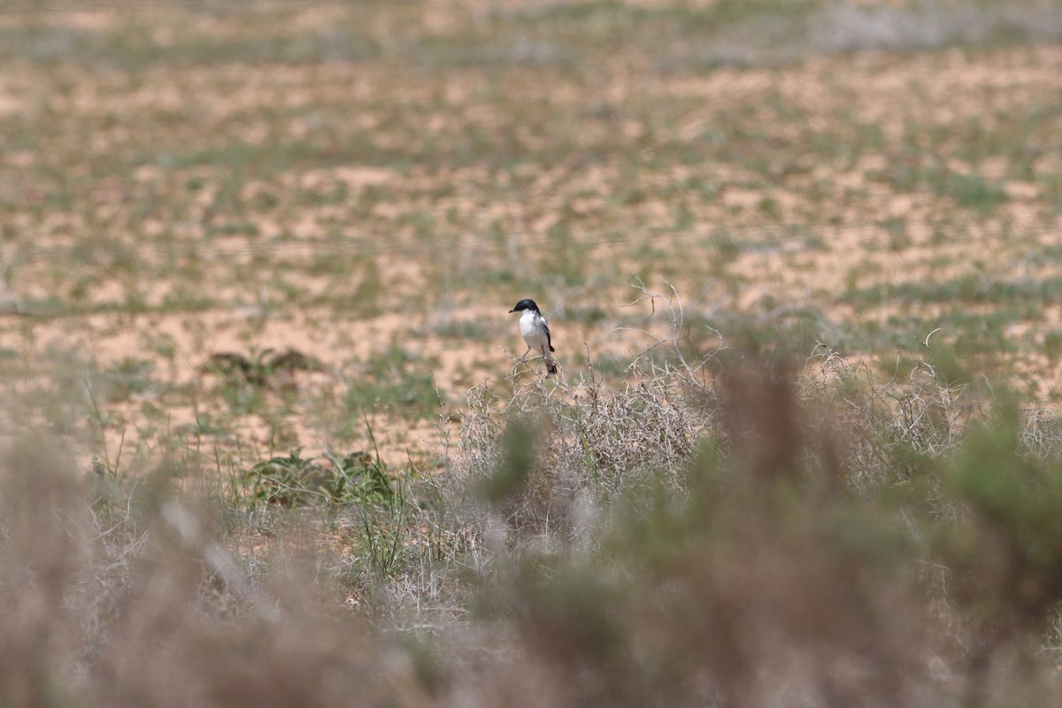 White-winged Triller - ML643129809