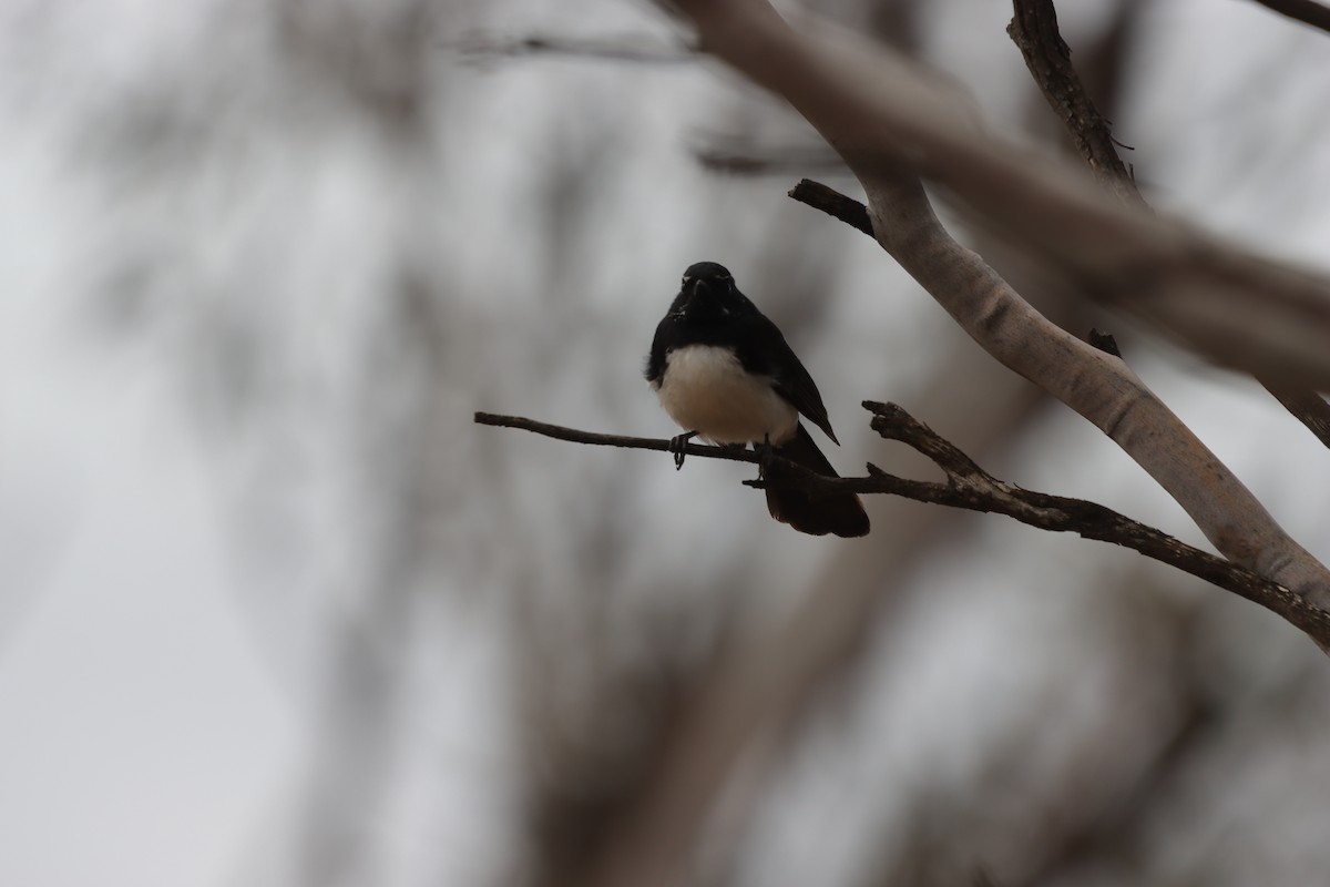 Willie-wagtail - ML643129813