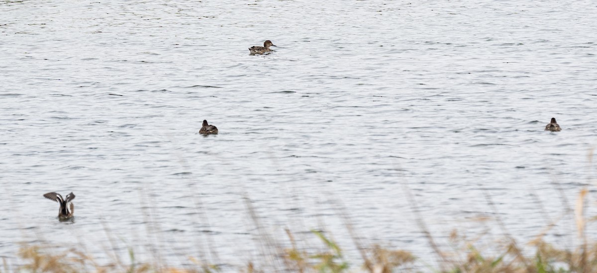 Green-winged Teal (Eurasian) - ML643129818