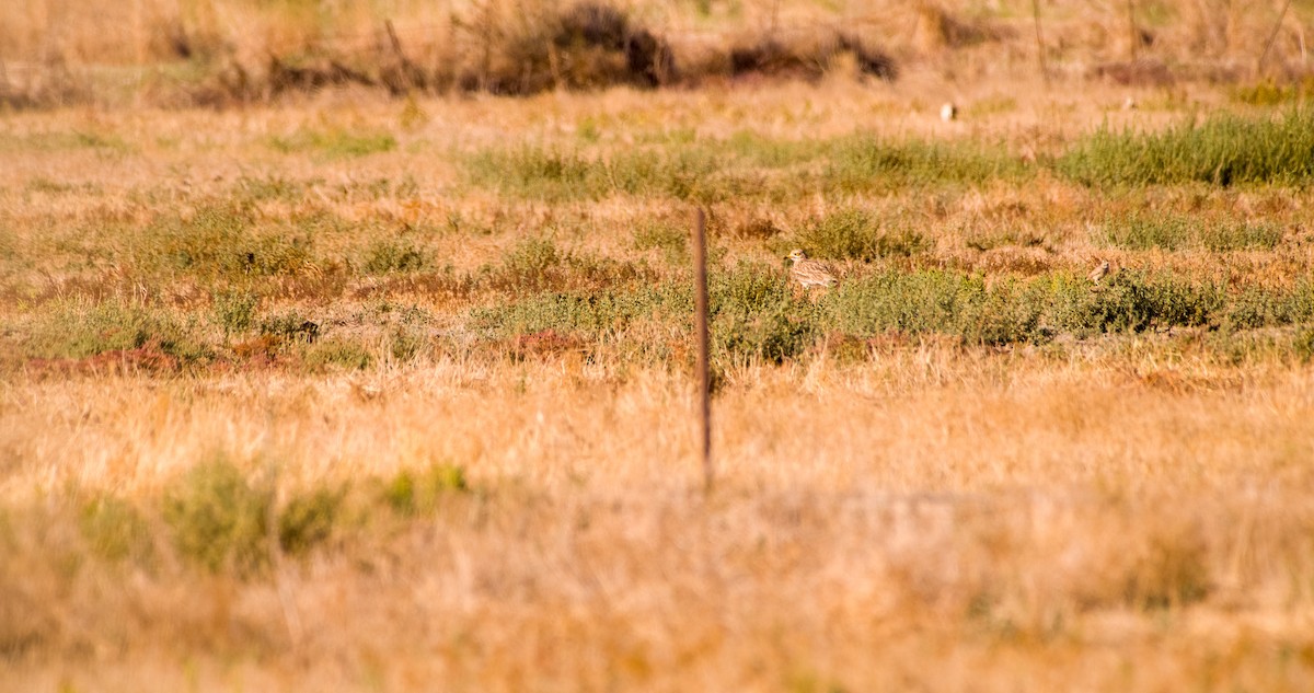 Eurasian Thick-knee - ML643129844